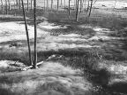 image/_16yellowstone.jpg